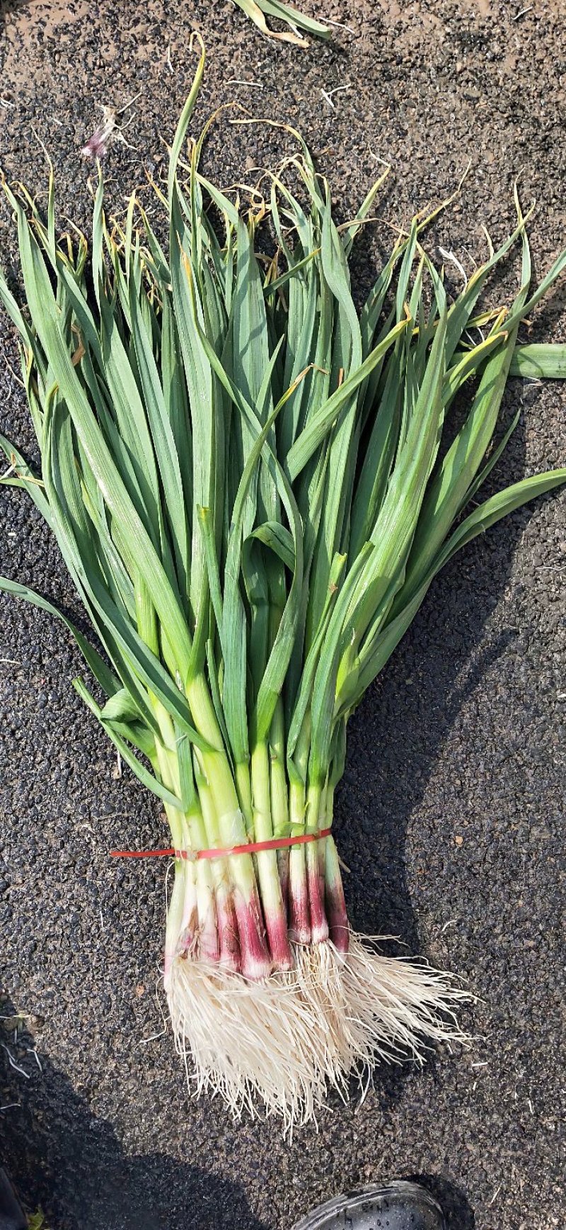 徐州丰县蒜苗精品红根蒜苗大量上市基地直发量大价优
