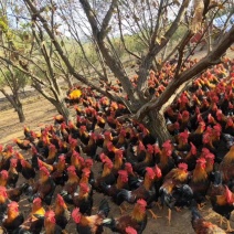 本地清远麻鸡苗，出厂打好进口液氮疫苗，优质种苗，本省