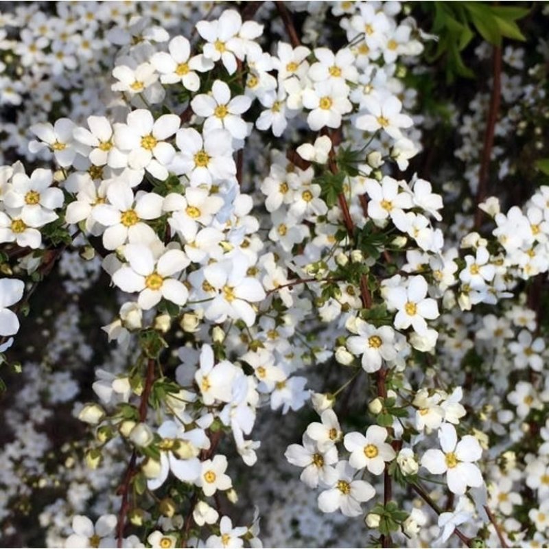 喷雪花树苗珍珠梅雪梅雪柳盆栽地栽庭院绿植