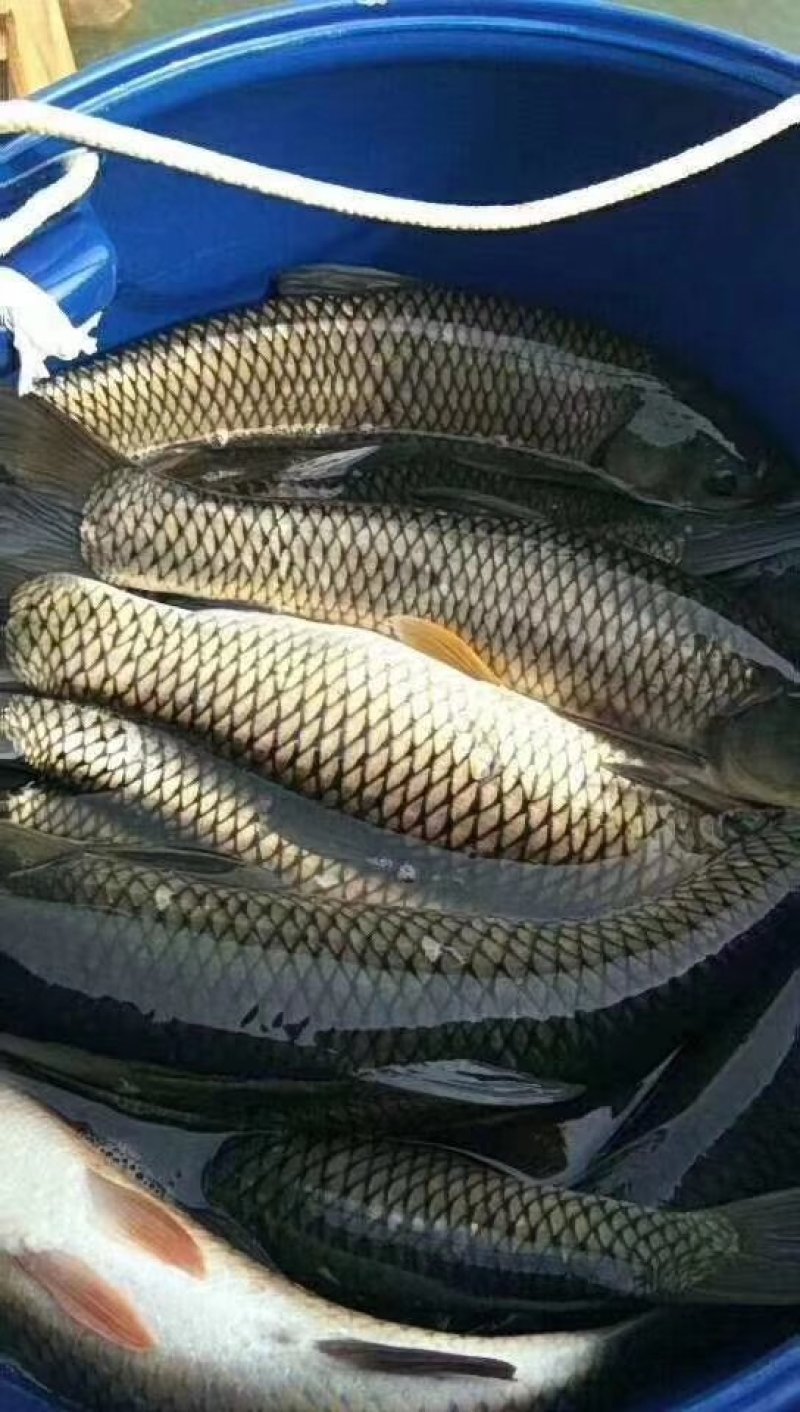 草鱼苗鲩鱼苗草鱼苗花鲢鱼苗白鲢鱼苗