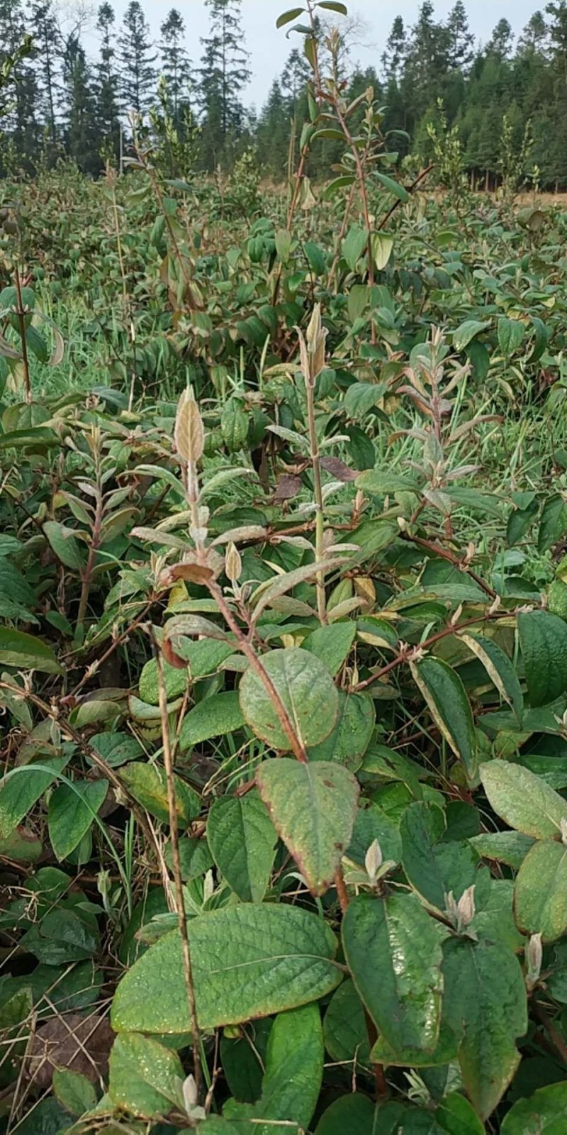 高产量金银花苗木