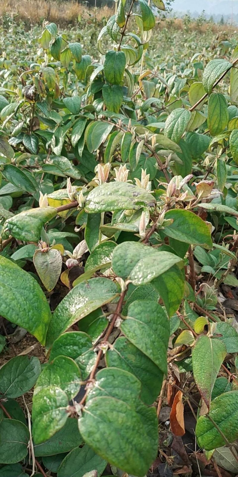 高产量金银花苗木