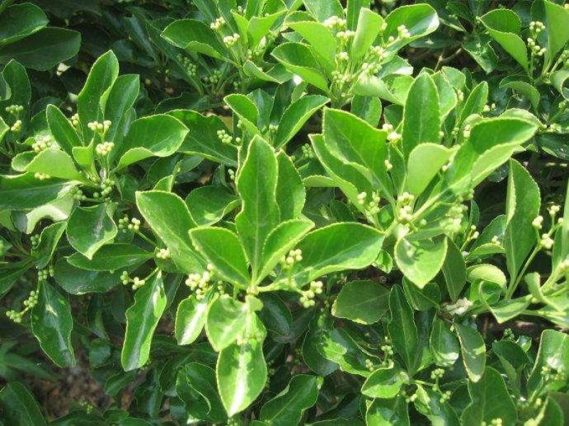 卫茅40—70厘米-各种规格齐全，产地大量供应，苗圃直销