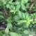 卫茅40—70厘米-各种规格齐全，产地大量供应，苗圃直销