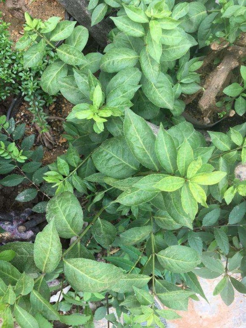 卫茅40—70厘米-各种规格齐全，产地大量供应，苗圃直销
