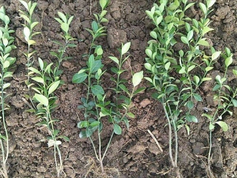 卫茅40—70厘米-各种规格齐全，产地大量供应，苗圃直销