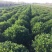 卫茅40—70厘米-各种规格齐全，产地大量供应，苗圃直销