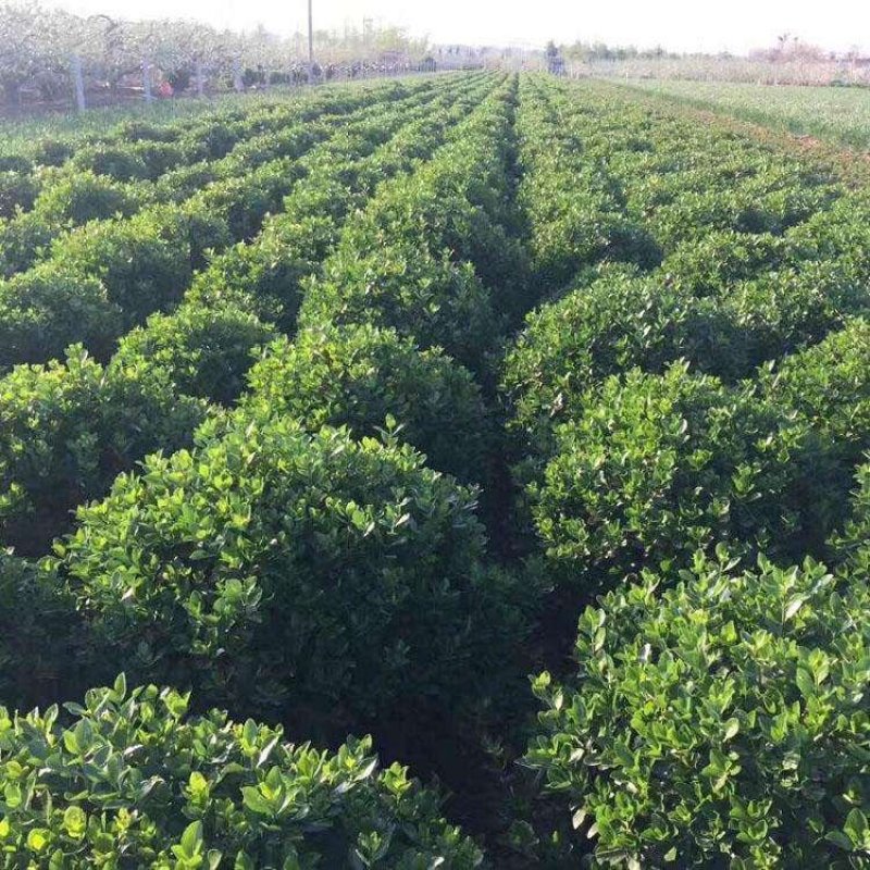卫茅40—70厘米-各种规格齐全，产地大量供应，苗圃直销