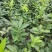 卫茅40—70厘米-各种规格齐全，产地大量供应，苗圃直销