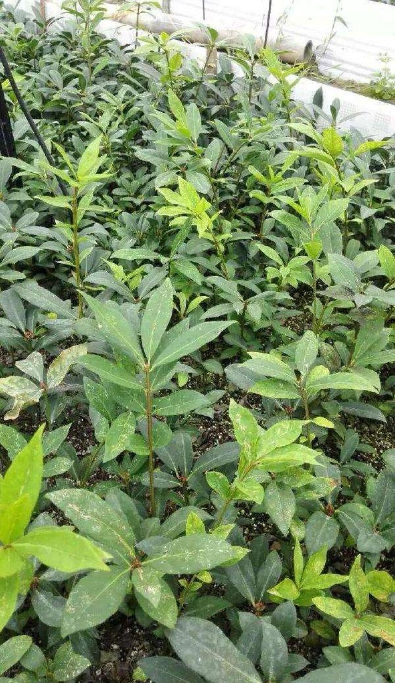 卫茅40—70厘米-各种规格齐全，产地大量供应，苗圃直销