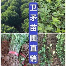卫茅40—70厘米-各种规格齐全，产地大量供应，苗圃直销