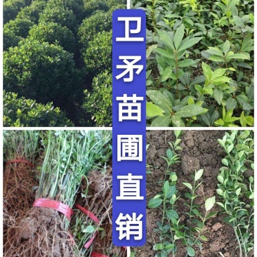卫茅40—70厘米-各种规格齐全，产地大量供应，苗圃直销