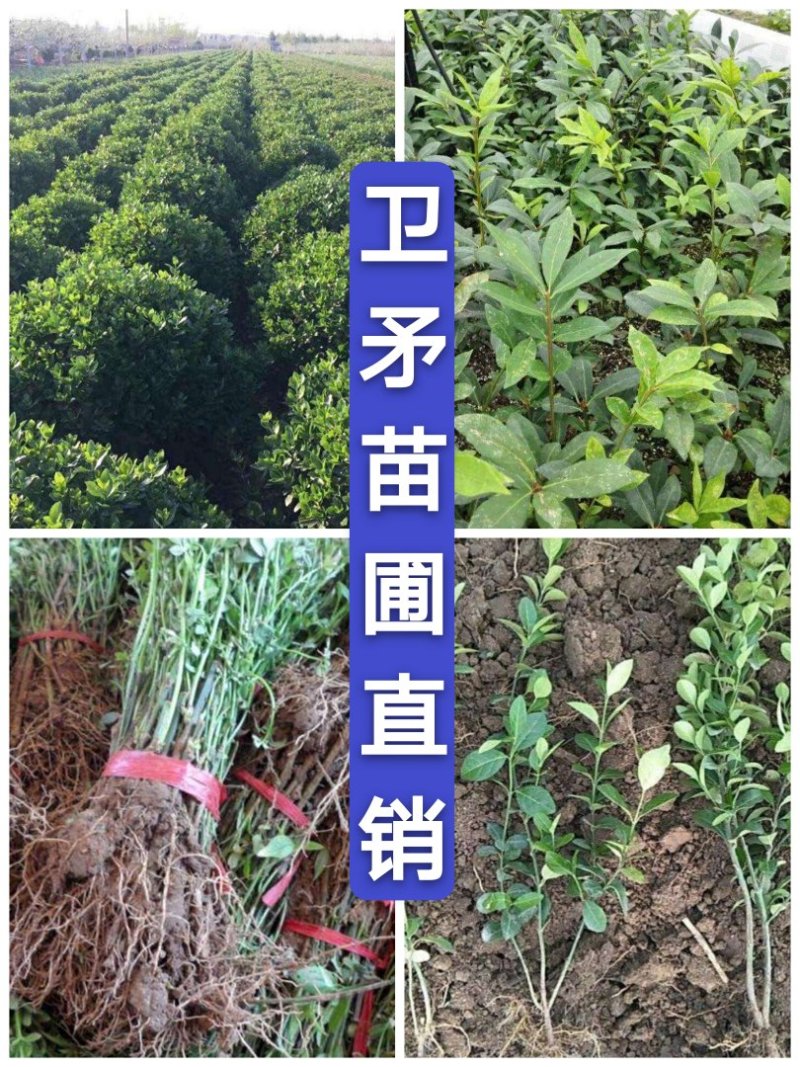 卫茅40—70厘米-各种规格齐全，产地大量供应，苗圃直销