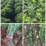 卫茅40—70厘米-各种规格齐全，产地大量供应，苗圃直销