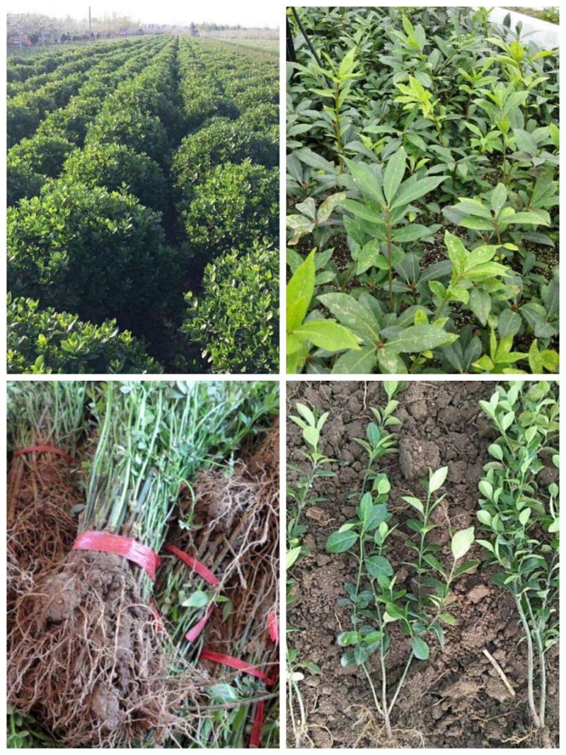卫茅40—70厘米-各种规格齐全，产地大量供应，苗圃直销