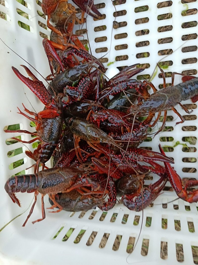 龙虾