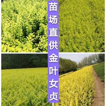 《苗场直供》金叶女贞，30—60厘米，30万棵，质优价廉