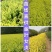 《苗场直供》金叶女贞，30—60厘米，30万棵，质优价廉