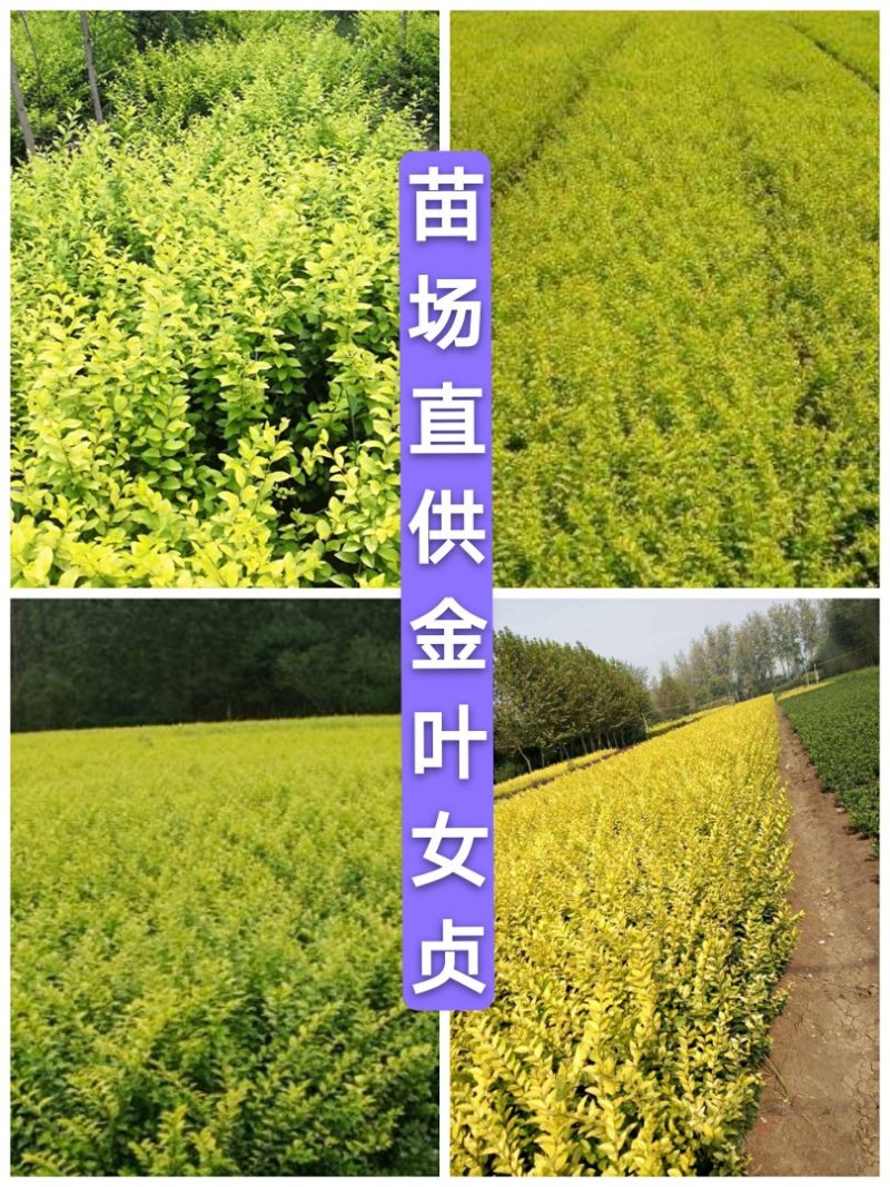 《苗场直供》金叶女贞，30—60厘米，30万棵，质优价廉