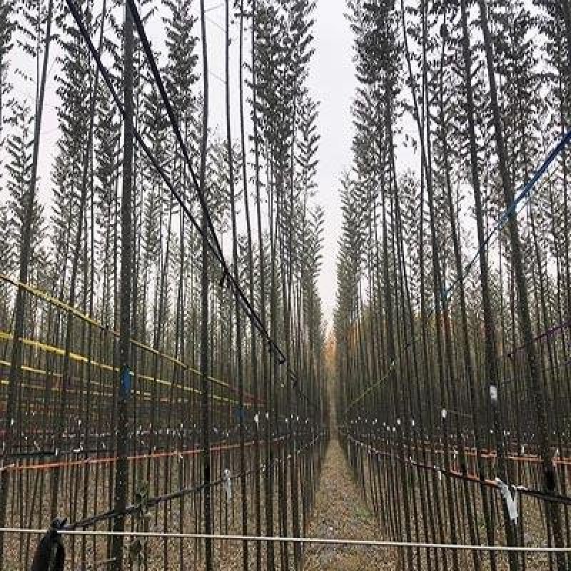 槐树【国槐2—8厘米，10万棵苗场直供，可视频看货