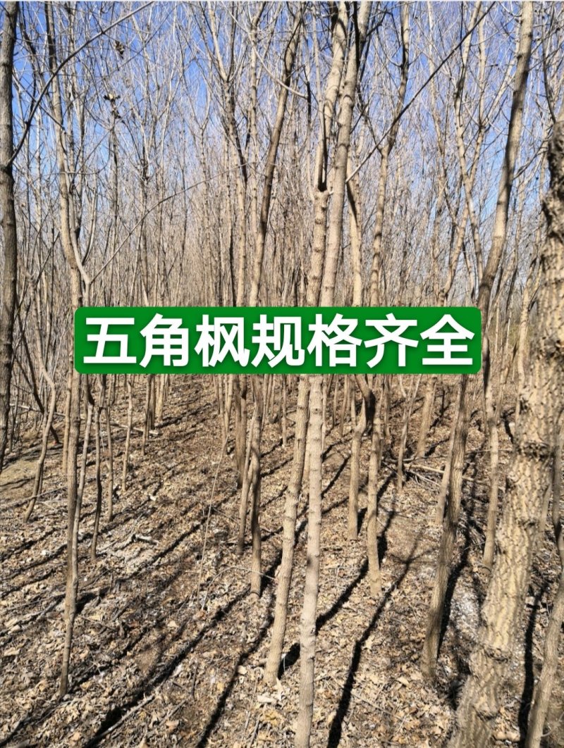 枫树-五角枫3—8公分，规格齐全，大量供应，苗圃直销