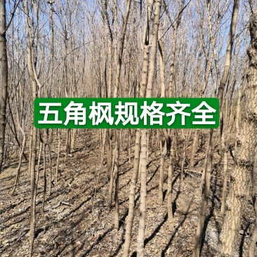 枫树五角枫2-10厘米苗场直供一手货源支持视频看货