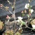 日本海棠花东洋锦，四季开花，室内盆栽花卉，耐寒耐阴