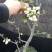 日本海棠花东洋锦，四季开花，室内盆栽花卉，耐寒耐阴