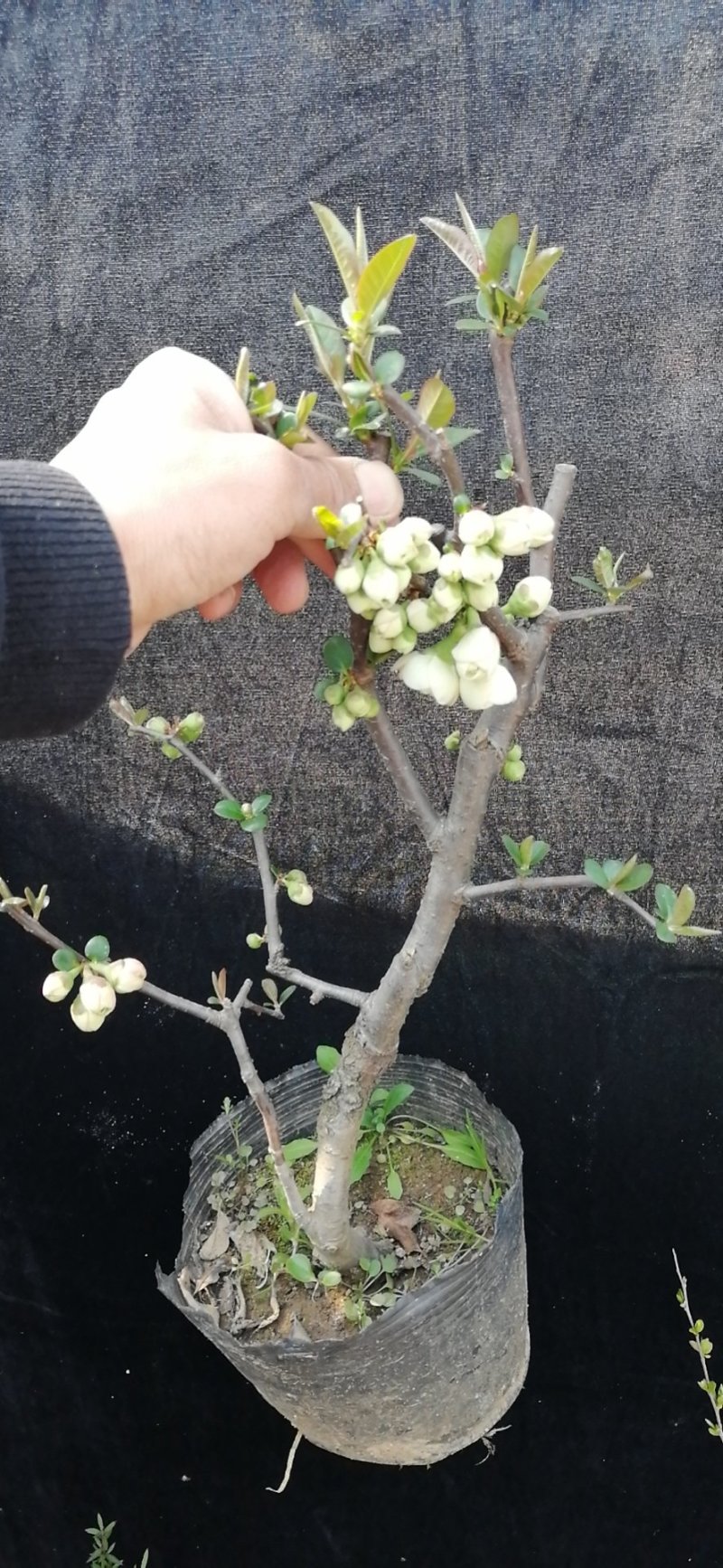日本海棠花东洋锦，四季开花，室内盆栽花卉，耐寒耐阴