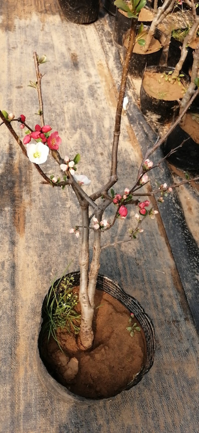日本海棠花东洋锦，四季开花，室内盆栽花卉，耐寒耐阴