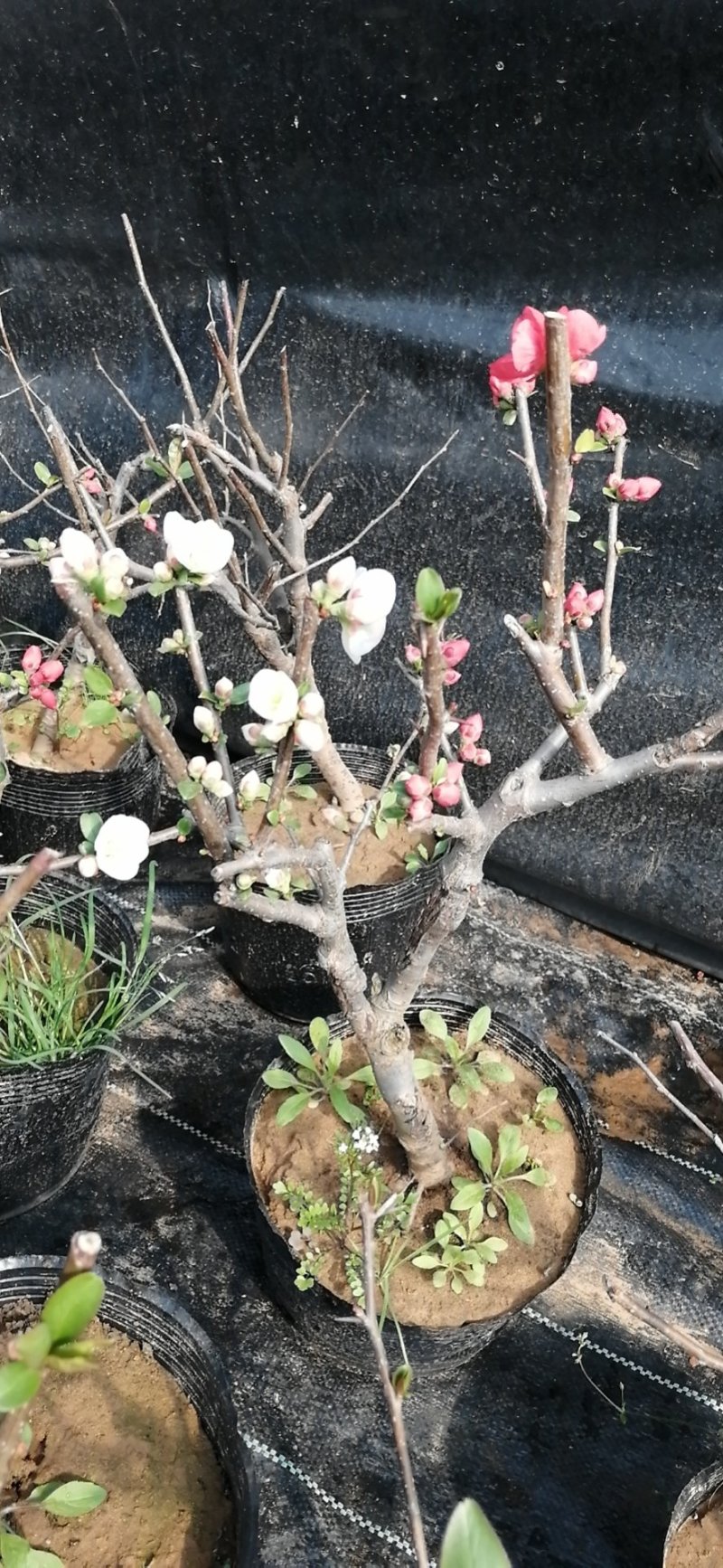 日本海棠花东洋锦，四季开花，室内盆栽花卉，耐寒耐阴