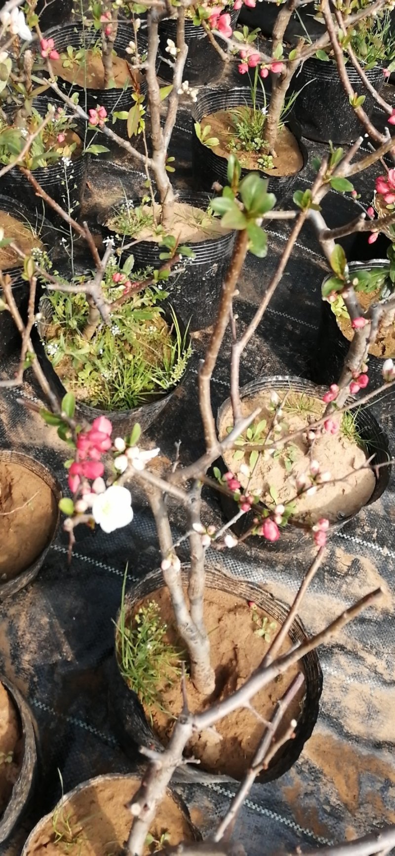 日本海棠花东洋锦，四季开花，室内盆栽花卉，耐寒耐阴