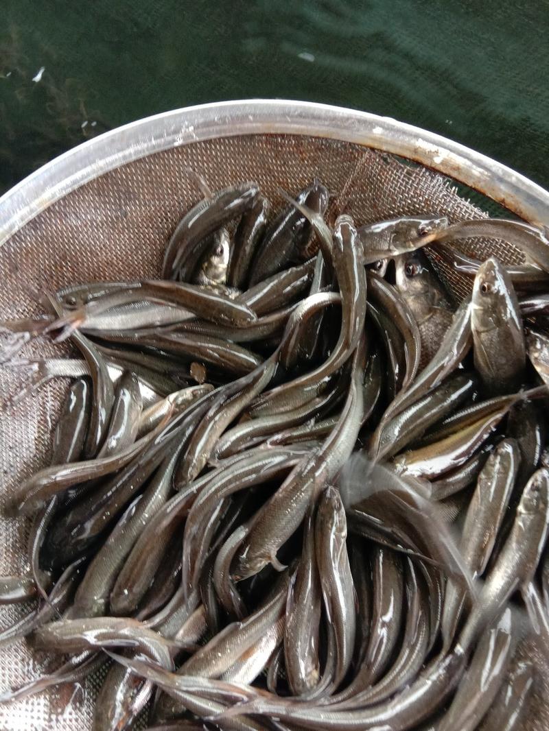 重庆黄鳝苗成活率高包技术现捞现发，欢迎合作