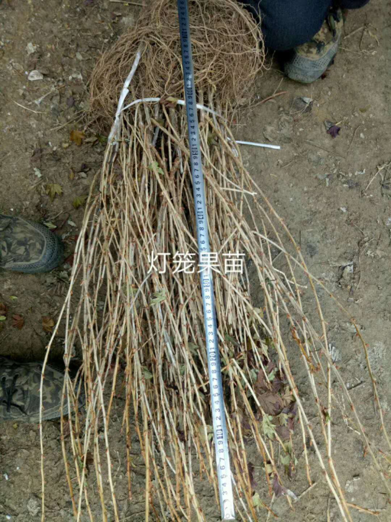 灯笼果苗鹅莓苗抗寒浆果采摘园种植根系发达成活率高
