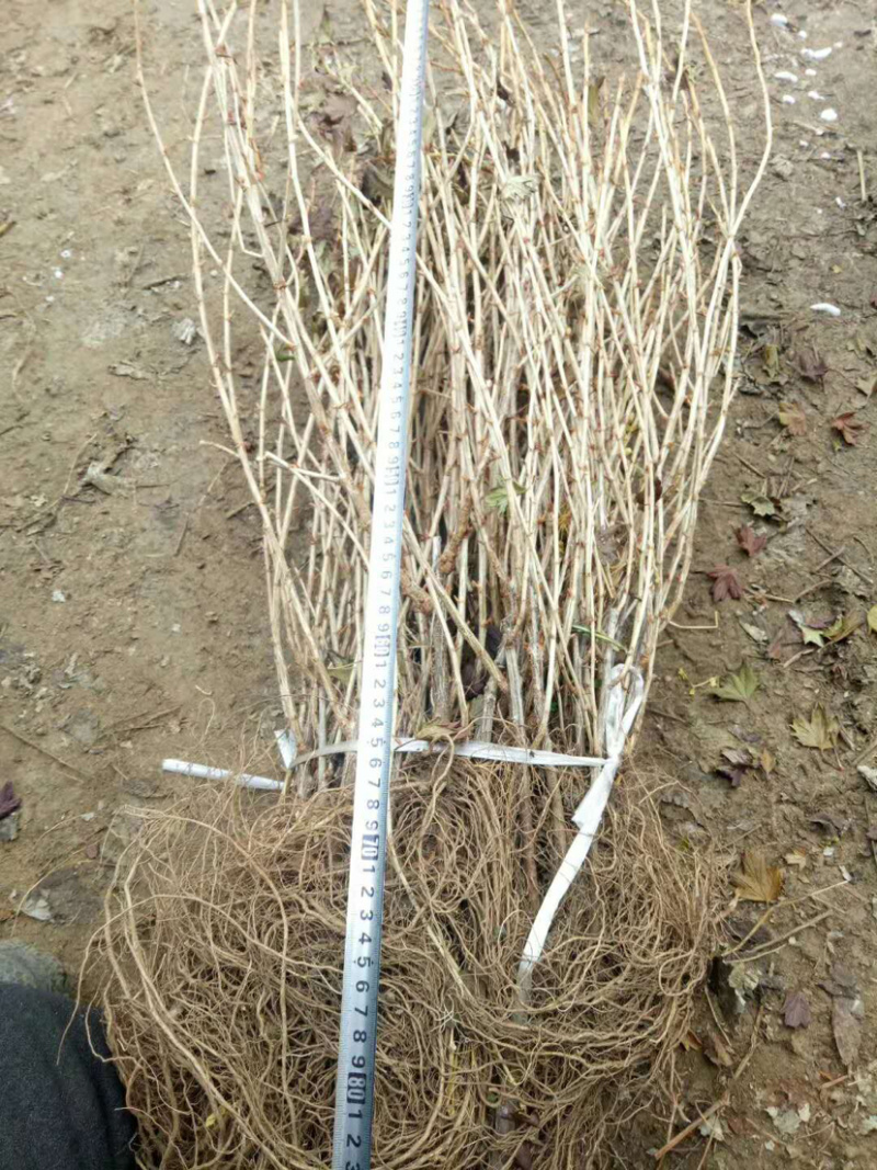 灯笼果苗鹅莓苗抗寒浆果采摘园种植根系发达成活率高