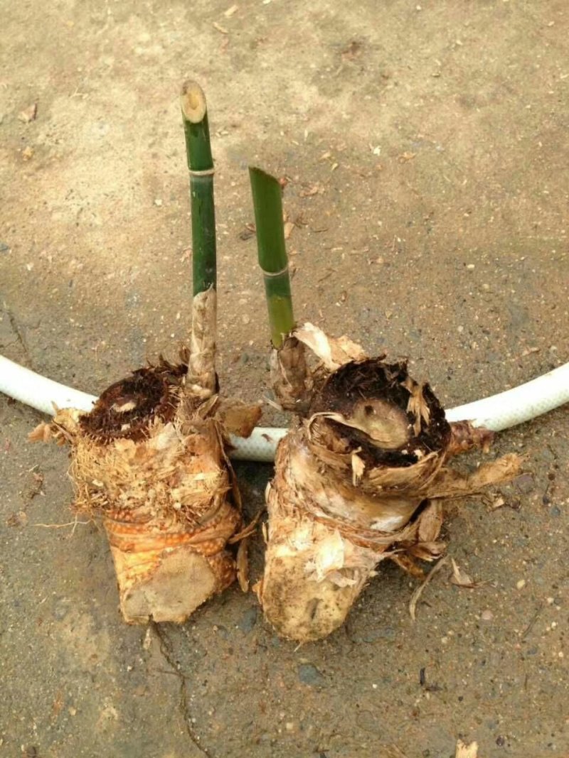 麻竹苗台湾麻竹苗西牛麻竹笋苗甜竹苗竹子苗麻竹笋头