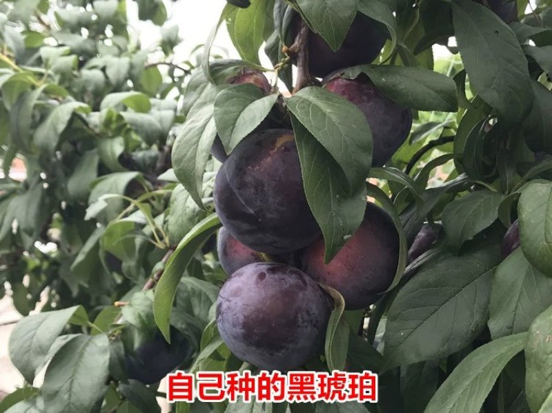 嫁接李子树苗四川脱骨李蜂糖李冰糖李青脆李三华李国丰盆栽地
