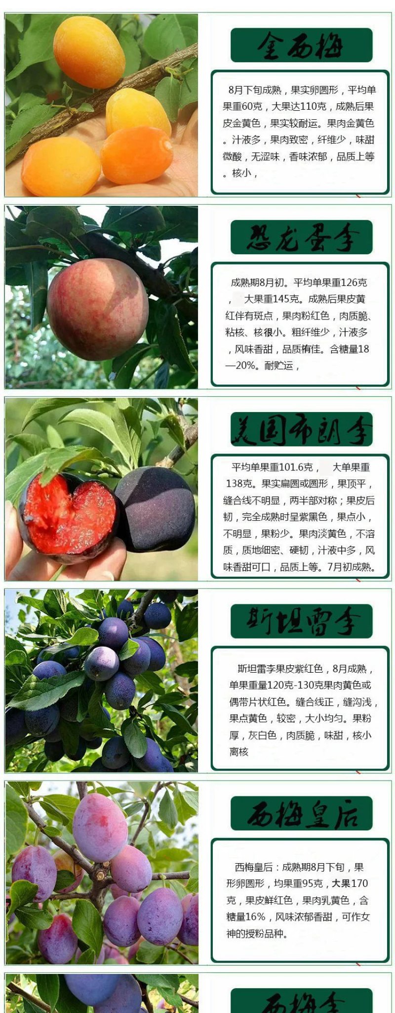 嫁接李子树苗四川脱骨李蜂糖李冰糖李青脆李三华李国丰盆栽地