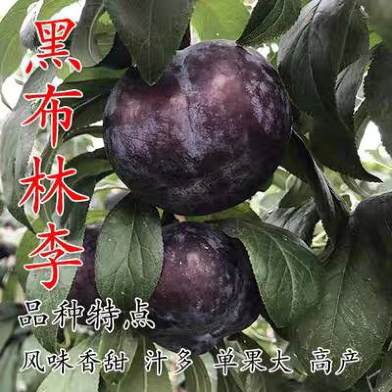 嫁接李子树苗四川脱骨李蜂糖李冰糖李青脆李三华李国丰盆栽地