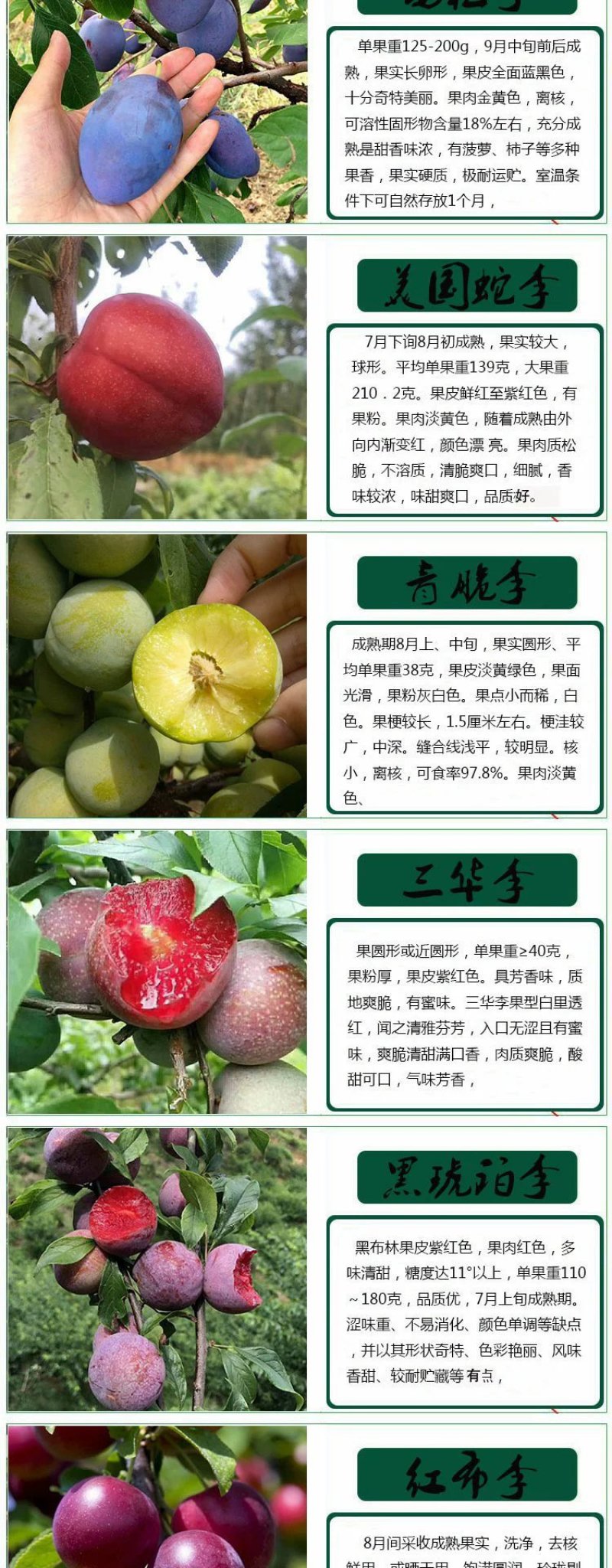 嫁接李子树苗四川脱骨李蜂糖李冰糖李青脆李三华李国丰盆栽地