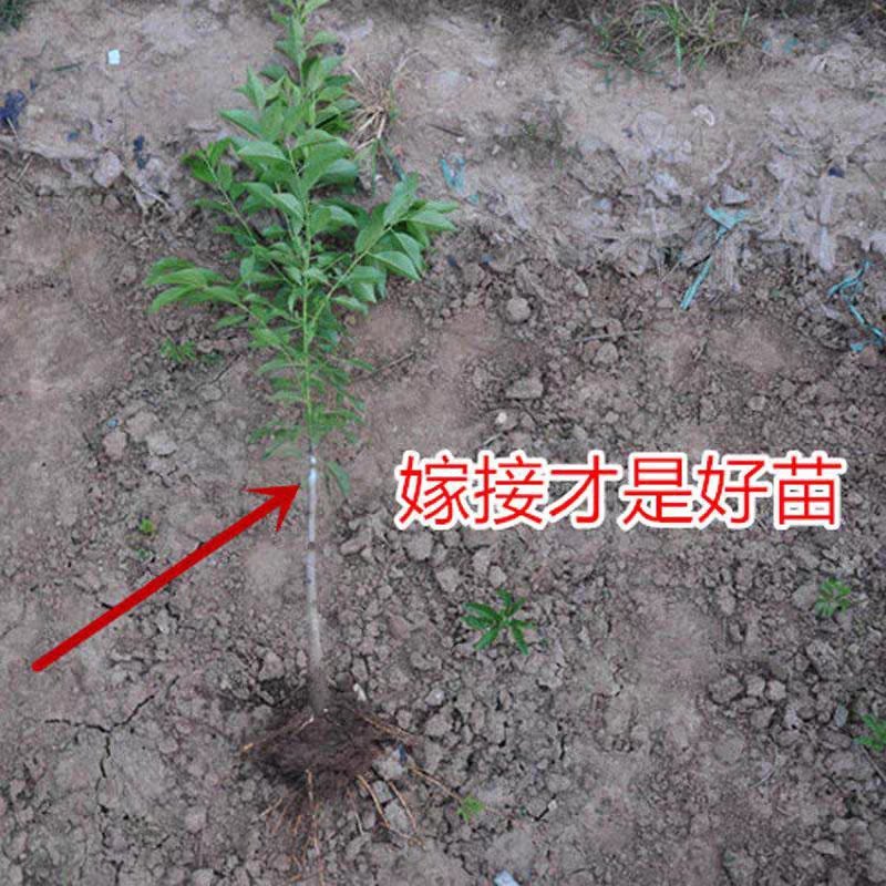 嫁接李子树苗四川脱骨李蜂糖李冰糖李青脆李三华李国丰盆栽地