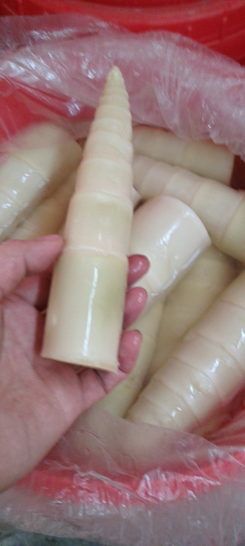 广东省英德市西牛镇麻竹笋，酸笋`，麻竹笋