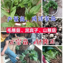 毛慈菇苗，山慈菇苗，毛慈菇种苗.毛茨菇苗带种植技术