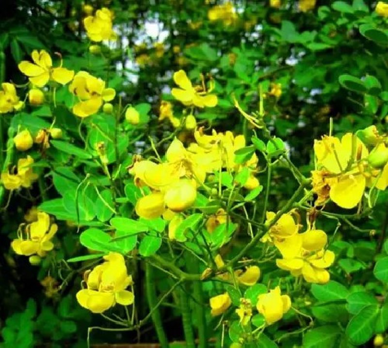 蛇灭门种子望江南凤凰草驱蛇奇花驱虫驱蚊灭蛇草庭院阳