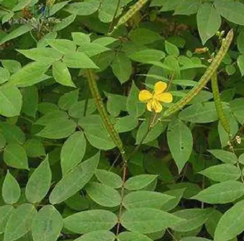 蛇灭门种子望江南凤凰草驱蛇奇花驱虫驱蚊灭蛇草庭院阳
