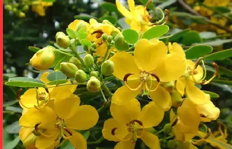 蛇灭门种子望江南凤凰草驱蛇奇花驱虫驱蚊灭蛇草庭院阳