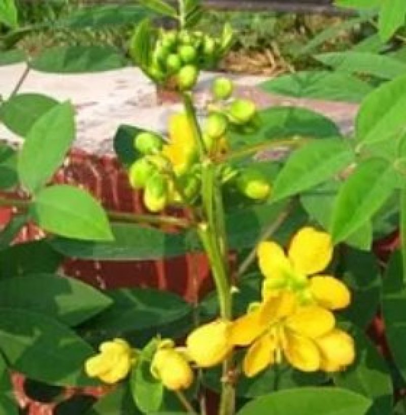 蛇灭门种子望江南凤凰草驱蛇奇花驱虫驱蚊灭蛇草庭院阳