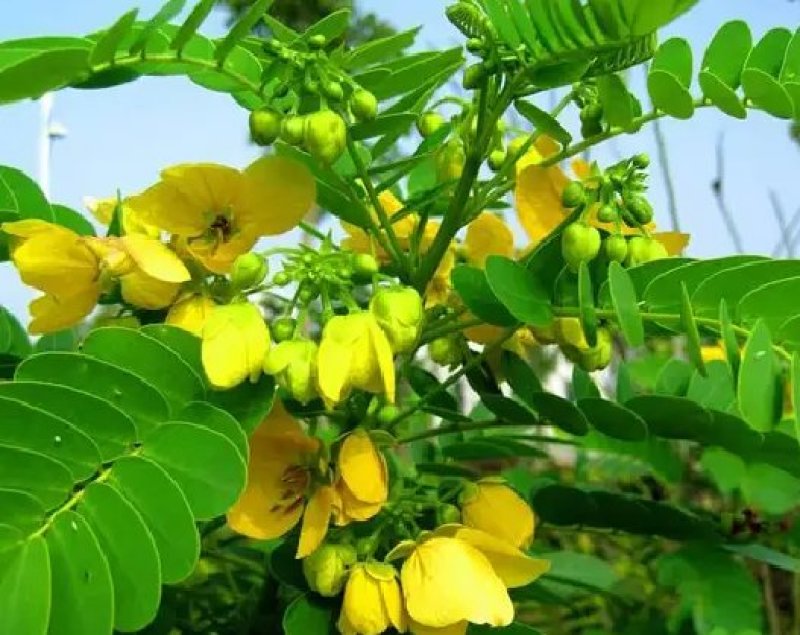 蛇灭门种子望江南凤凰草驱蛇奇花驱虫驱蚊灭蛇草庭院阳