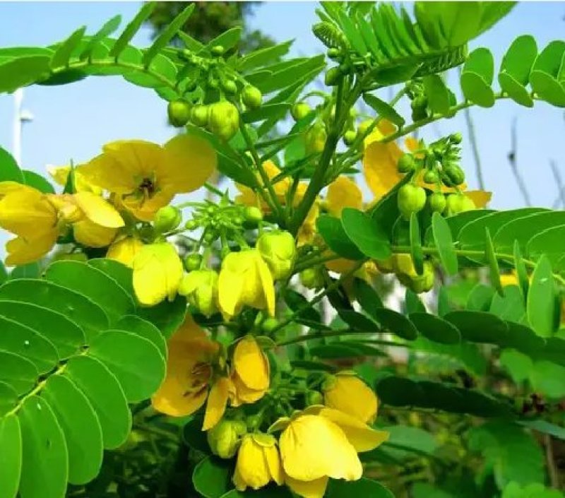 蛇灭门种子望江南凤凰草驱蛇奇花驱虫驱蚊灭蛇草庭院阳