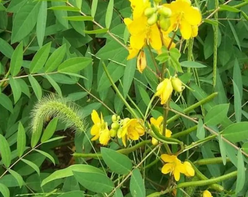 蛇灭门种子望江南凤凰草驱蛇奇花驱虫驱蚊灭蛇草庭院阳